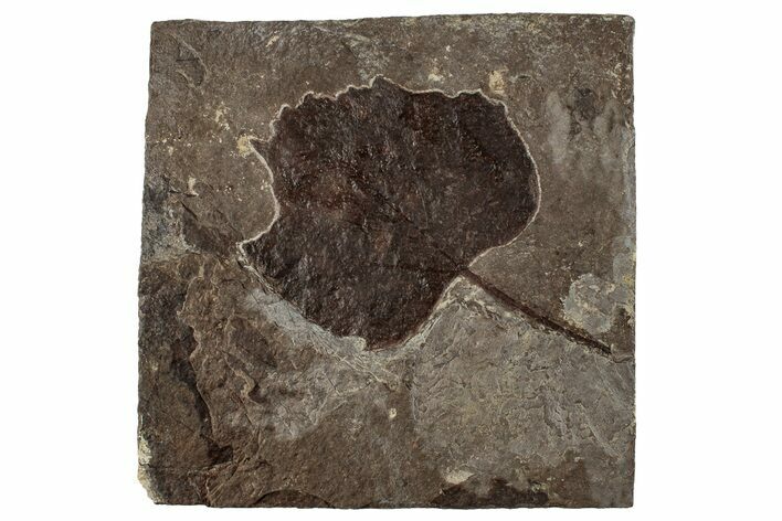 Fossil Poplar Leaf (Populus) - Nebraska #262305